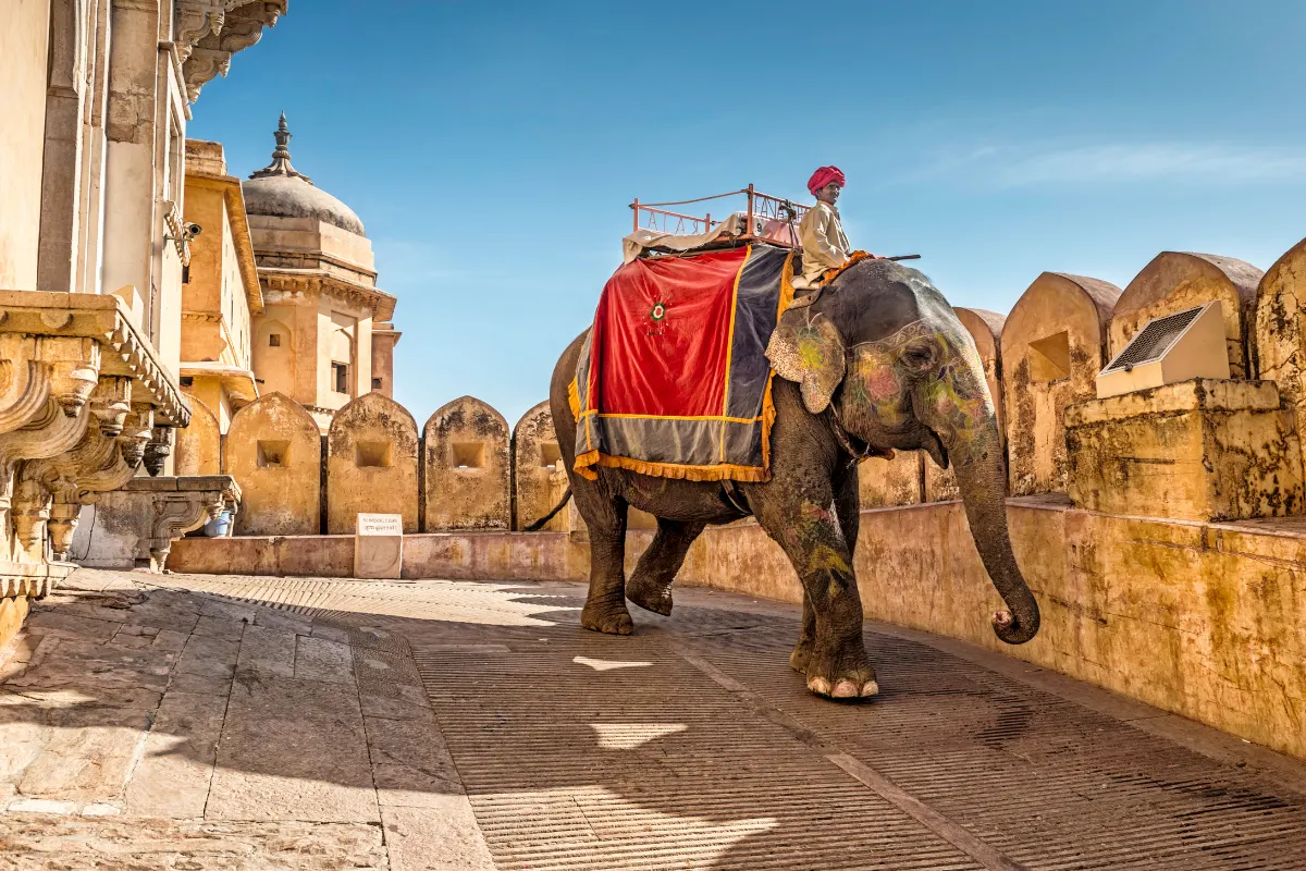 Amer-elephant-safari-Jaipur-local-guide