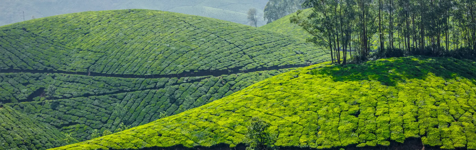 Munnar